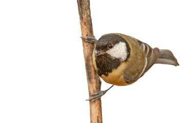 A great tit (Parus major) perched on a vertical wooden post, isolated against a transparent background. © TAMER YILMAZ