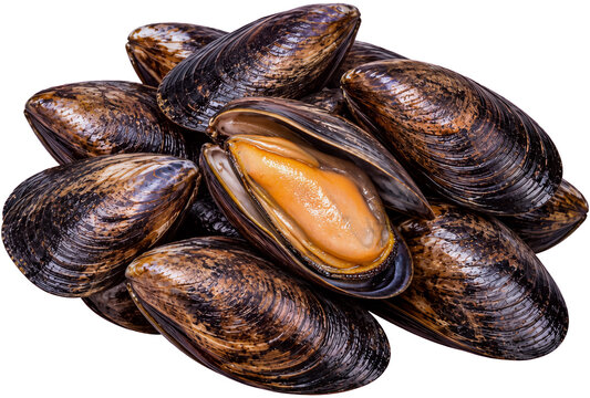 Mussels with one open shell showing orange flesh