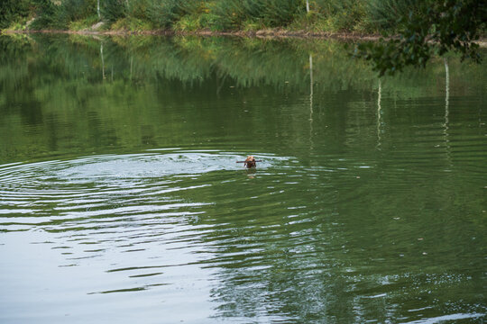 Magyar Vizsla sxhwimmt im See in Collinghorst