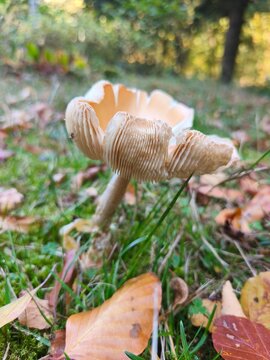 mushroom from natural forest in bohemia