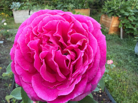 Rosa chinensis &mdash; Vibrant Red Rose with Layered Velvety Petals