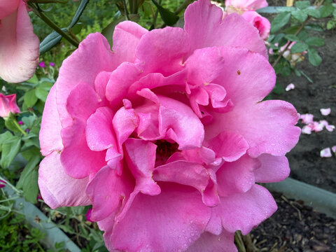 Rosa chinensis &mdash; Vibrant Red Rose with Layered Velvety Petals