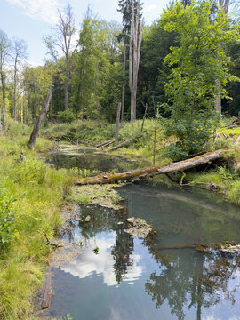 Serene forest waterway with fallen logs and lush greenery in Eberswalde, Germany