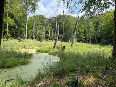 Wetland landscape with duckweed, reeds, and mixed forest in Eberswalde, Germany
