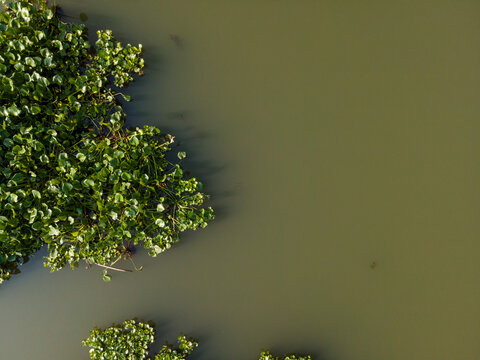 Aerial view of water hyacinth plants floating on the calm surface of a river in Patikraja, Central Java, Indonesia.
