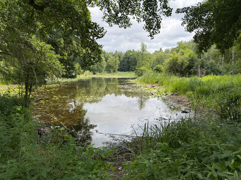 Tranquil lake with waterlilies and lush forest at Breydin Tuch Klobbicke, Barnim