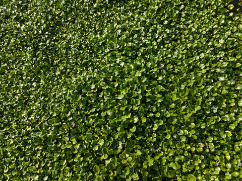 Aerial view of dense water hyacinth plants covering the surface of a river with small purple flowers blooming in Patikraja, Central Java, Indonesia.