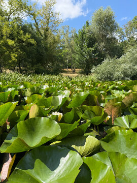 Dense lily pads cover a pond, with a solitary white water lily (Nymphaea alba) blooming amidst the greenery.