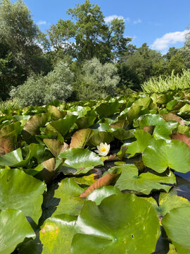 Bright green water lilies (Nymphaea) cover the surface of a pond at Fischbachtal Park in Zehlendorf, Berlin.