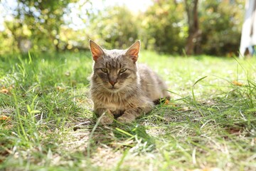 Cat resting on grass in sunny outdoor setting © pavlofox