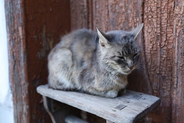 Cat resting on wooden shelf near a wall © pavlofox