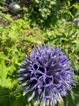Echinops bannaticus or blue globe thistle with wasp