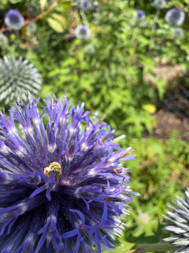 Echinops bannaticus &mdash; Blue Globe Thistle with Radial Symmetry