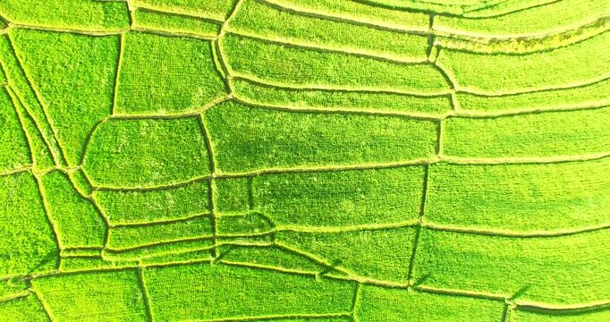 Rice Paddies mixing with encroaching suburbs in Denpasar Sanur