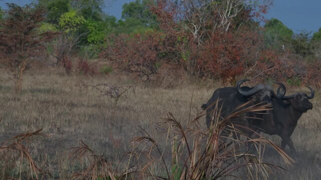 Cape Buffalo (Syncerus caffer) herd stampedes to the right. With lots of Oxpeckers (Buphagus sp.) flying off.