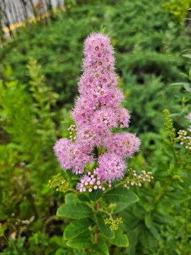 Pink willow-leaved spirea flowers blooming in a summer garden