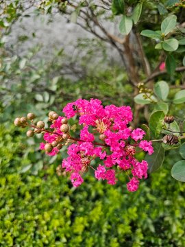 Pink crape myrtle blossoms and buds on a leafy branch