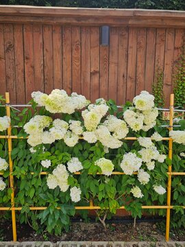 White panicle hydrangea flowers blooming against a wooden wall