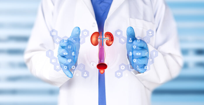 Doctor examining a chart of the male urinary system. Medical technology, urinary incontinence, urology, and pathology.