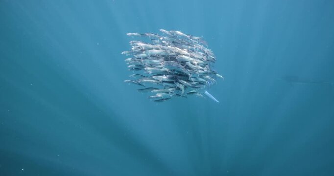 Beautiful underwater video showing striped Marlin chasing and hunting a bait ball of sardines in Magdalena Bay, Mexico.