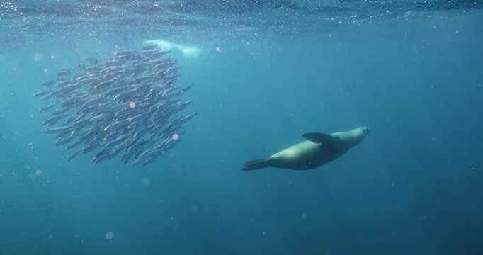 Underwater video of a sea lion swimming and hunting a bait ball of sardines in Magdalena Bay, Mexico.