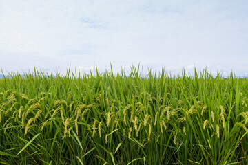 Obraz premium Green Rice Paddy Field Under a Wide Sky in the Japanese Countryside