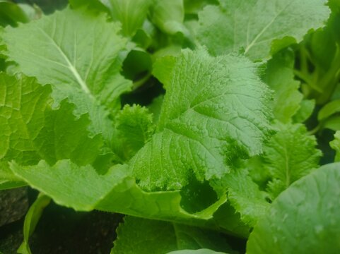 Fresh green mustard greens leaves background close up organic vegetable