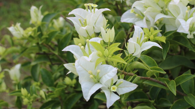White Bougainvillea Flowers Blooming with Green Leaves in Natural Garden Light