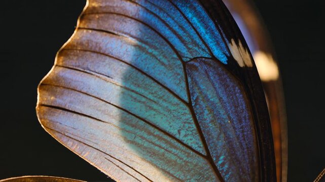 Extreme close up shot of a blue morpho butterfly wing