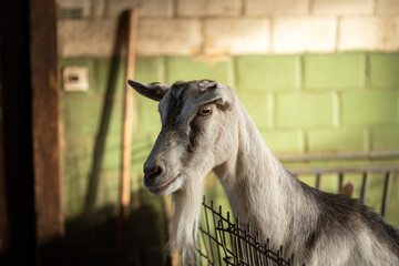 Profile portrait of a grey goat with long beard standing behind wire fence pen inside a warm lit barn stall. © Octavian
