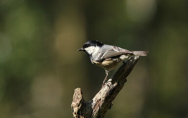 Coal Tit, Periparus ater, perched on a stick. Norfolk, England. © Maria
