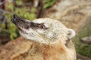 A close up profile portrait of a South American coati with a long flexible snout looking up on a blurred natural background, representing exotic tropical wildlife and animal biodiversity concept. © Lidia