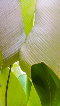 Close-up macro photograph of vibrant green Calathea lutea tropical leaves showing detailed parallel vein patterns and bright natural texture for abstract botanical backgrounds.