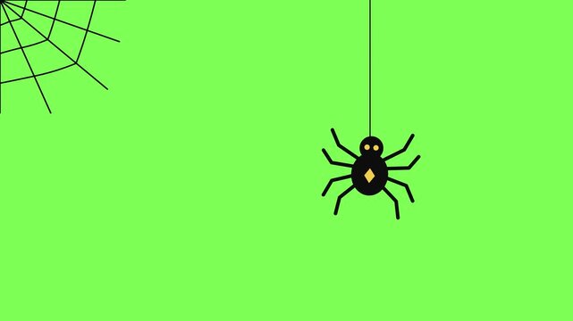 Black spider dangling on a thread, going up and down next to a cobweb on green screen. Halloween seamless loop animation, flat vector cartoon, chroma key, Full HD.