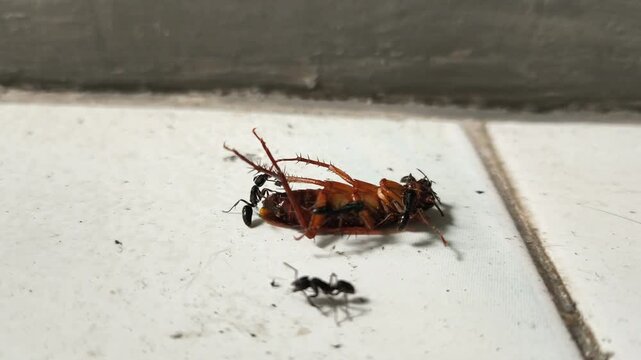 Dead cockroach being eaten by ants on white tile floor