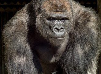 名古屋市の東山動物園の有名なゴリラシャバーニの姿 © zheng qiang