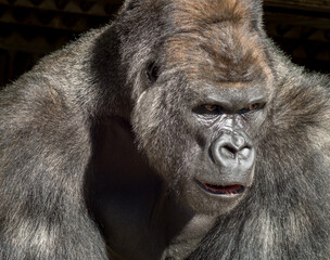 名古屋市の東山動物園の有名なゴリラシャバーニの姿 © zheng qiang