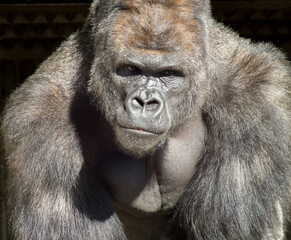 名古屋市の東山動物園の有名なゴリラシャバーニの姿 © zheng qiang
