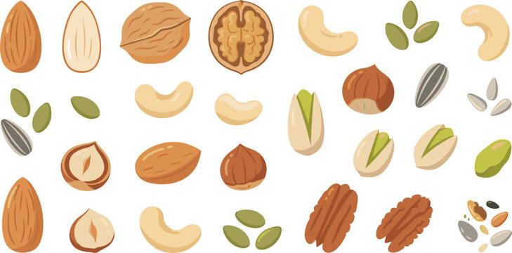 Organic Healthy Nuts and Seeds Vector Clip Art Set Featuring Almonds Walnuts Cashews Pistachios Hazelnuts Pecans Sunflowers and Pumpkin Kernels for Packaging