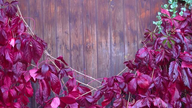 Deep red climbing creeper leaves arching over weathered wooden fence in autumn light