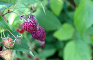 A ripe red raspberry in focus against a background of other ripening berries on a branch, in the shade of a garden on an autumn day – horizontal photo, close-up © Iuliia Koroleva