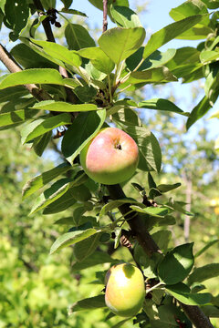 Two ripening Malyukha apples on an apple tree on a sunny summer day &ndash; vertical photo, close-up