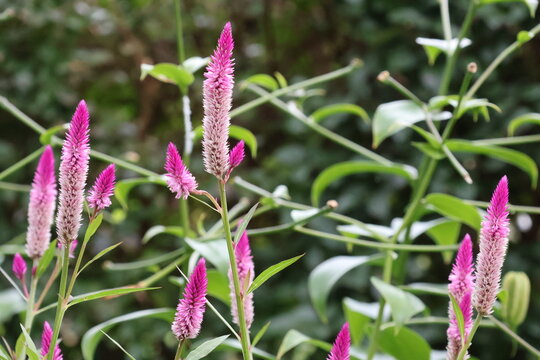 A cluster of plumed cockscomb