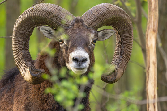 Close up wildlife portrait of a male mouflon ram with massive curved horns looking directly at the camera