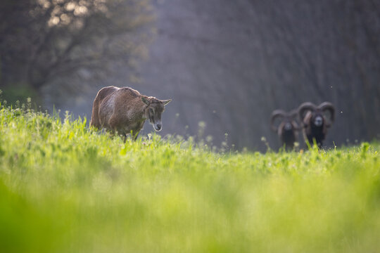 Female mouflon walking across a sunlit spring meadow with wild rams in the forest background