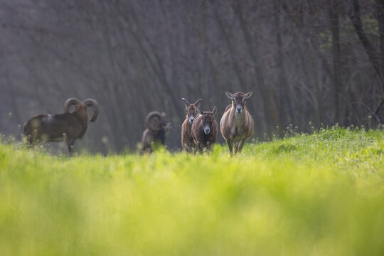 Herd of wild mouflons walking toward the camera across a green meadow at the forest edge in spring