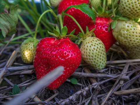 Strawberries are seen in a field with some ripe and red while others are still green. The plants are near the ground with dirt and straw around