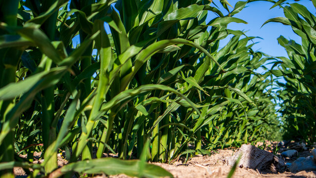 Green corn plants stretch upward in a field. The ground is dry and sandy with a few small rocks. The scene shows a sunny afternoon with no clouds in the sky