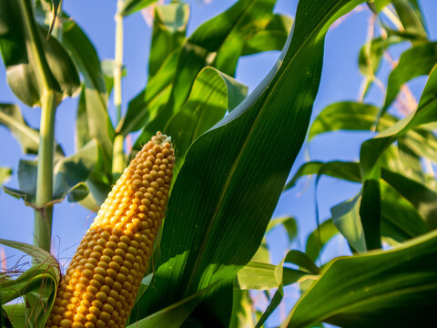 A corn ear among tall green plants under a clear blue sky. The leaves surround the growing corn in a field. It is a bright day, ideal for growth
