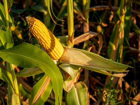 Corn is maturing in a farm field under the setting sun. The green leaves and dry husks are visible as the ear of corn stands out. It shows the season of harvest approaching